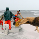 A lion jumping out of a boat into Lake Michigan